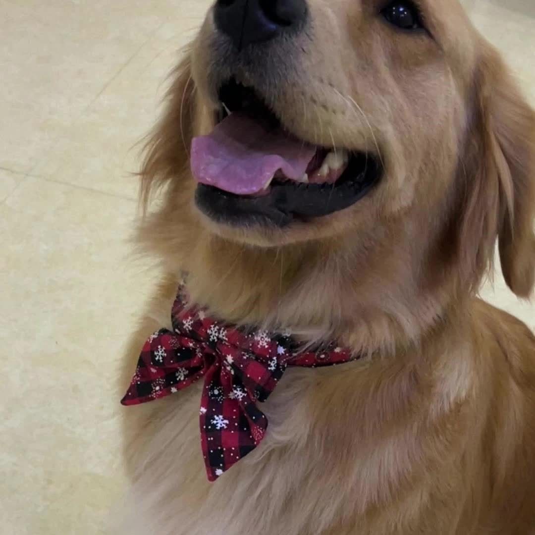 [Christmas Bowtie Collar] Festive MiTOOE Christmas Bowtie Collar for Medium & Large Dogs - Red & Black Plaid with Snowflake Design, Durable Polyester, Perfect for Holiday Celebrations, Dog Christmas Clothes
