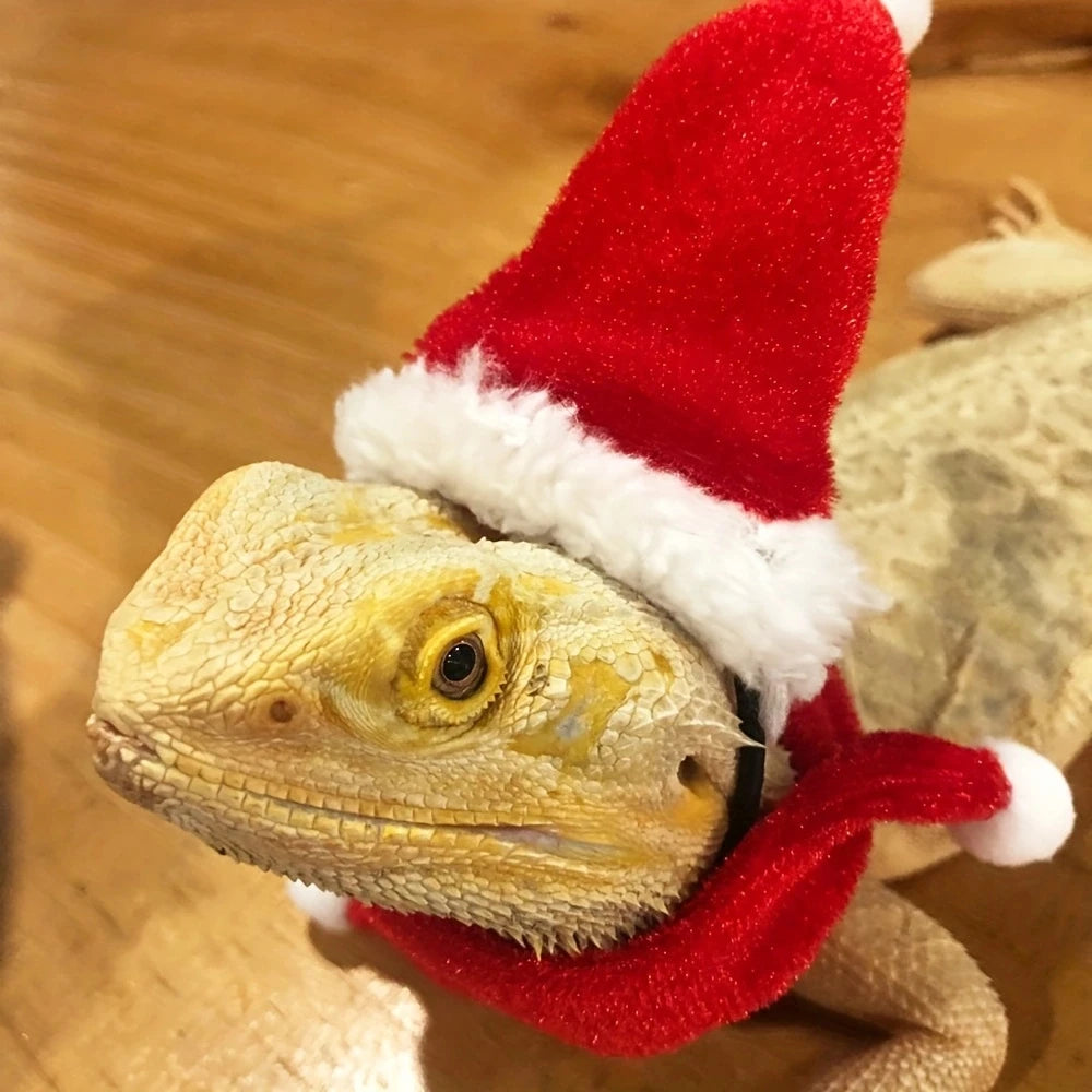2pcs Bearded Dragon Hat And Scarf, Lizard Christmas Hat Scarf Set, Small Animal Christmas Festival Costume (Xmas)
