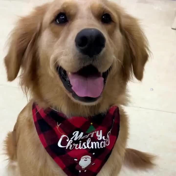 Christmas Dog Bandana- Santa Print& "Merry Christmas" Plaid Bib for Small/Medium Dogs- Adjustable Holiday Party Accessory- Festive Cozy Fit Pet Scarf